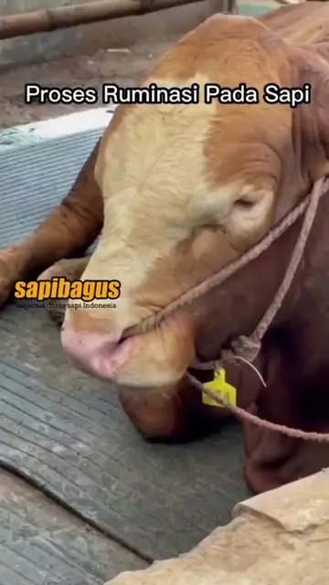 Proses-Ruminasi-Pada-Sapi
